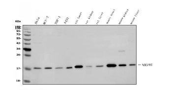 NDUFB5 Antibody