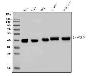 OTULIN Antibody