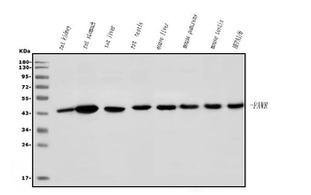 PAR4/Pawr Rabbit Polyclonal Antibody