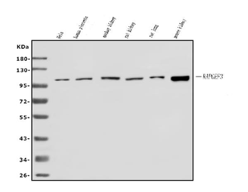 Epac1/RAPGEF3 Rabbit Polyclonal Antibody