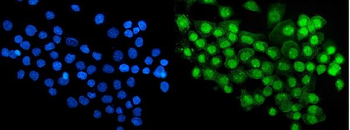 RBM47 Rabbit Polyclonal Antibody