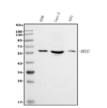 RBM47 Rabbit Polyclonal Antibody