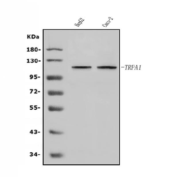 TRPA1/TSA Rabbit Polyclonal Antibody