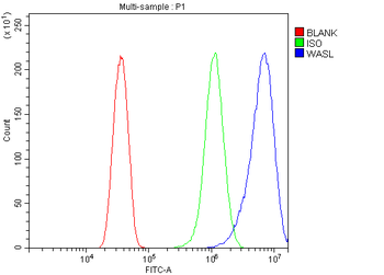 N WASP/WASL Rabbit Polyclonal Antibody