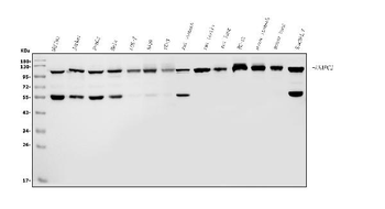 ANAPC2 Rabbit Polyclonal Antibody
