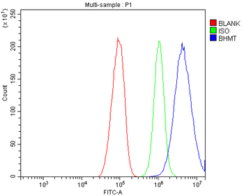 BHMT Rabbit Polyclonal Antibody