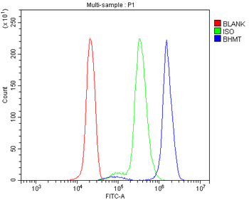 BHMT Rabbit Polyclonal Antibody