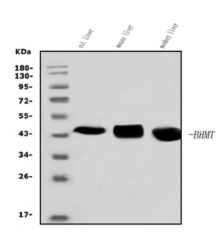 BHMT Rabbit Polyclonal Antibody