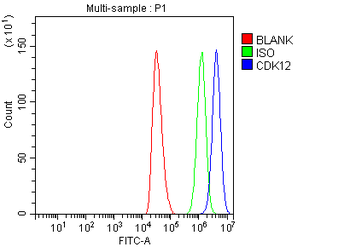 CDK12 Rabbit Polyclonal Antibody