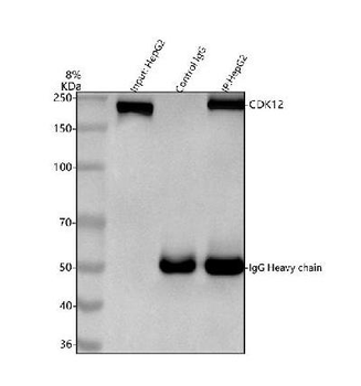 CDK12 Rabbit Polyclonal Antibody