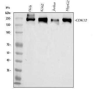 CDK12 Rabbit Polyclonal Antibody