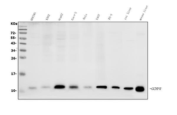 GCHFR Rabbit Polyclonal Antibody