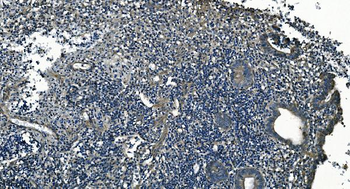 GNG7 Rabbit Polyclonal Antibody