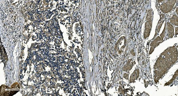 GNG7 Rabbit Polyclonal Antibody