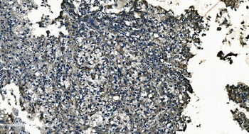 GNG7 Rabbit Polyclonal Antibody