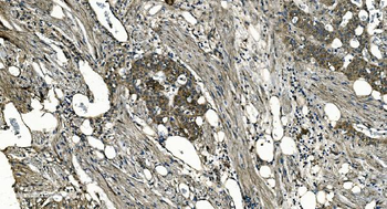 GNG7 Rabbit Polyclonal Antibody