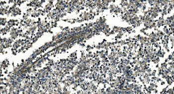 GNG7 Rabbit Polyclonal Antibody