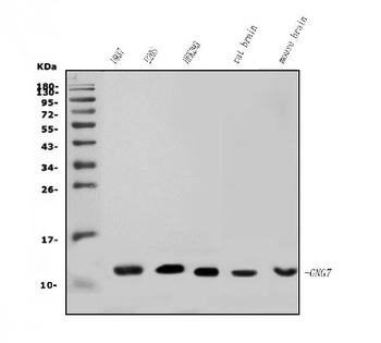 GNG7 Rabbit Polyclonal Antibody