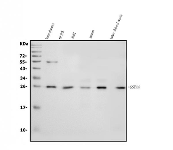 GSTA4 Rabbit Polyclonal Antibody