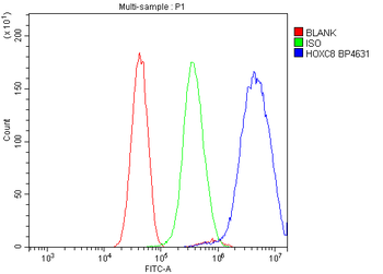 HOXC8 Rabbit Polyclonal Antibody