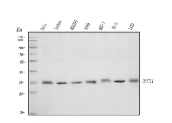METTL1 Rabbit Polyclonal Antibody