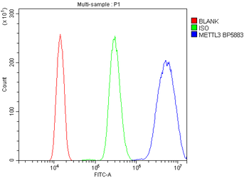 METTL3 Rabbit Polyclonal Antibody