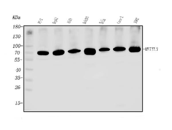 METTL3 Rabbit Polyclonal Antibody