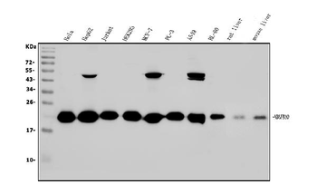 NDUFB10 Rabbit Polyclonal Antibody