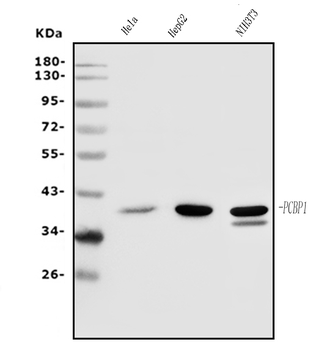 PCBP1 Antibody