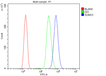 Sumo 1/SUMO1 Antibody