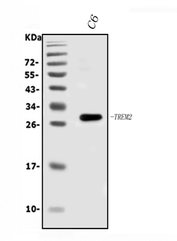 Trem2 Rabbit Polyclonal Antibody