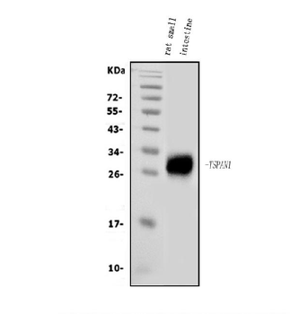 Tspan1 Antibody
