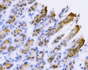 Tspan-8/Tspan8 Rabbit Polyclonal Antibody