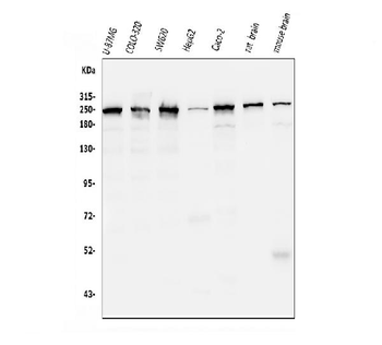 ch TOG/CKAP5 Mouse Monoclonal Antibody