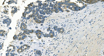 IDH2 Antibody (monoclonal, 2H4)