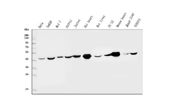 IDH2 Antibody (monoclonal, 6B13)
