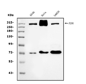 Filamin A/FLNA Antibody (monoclonal, 3F8)