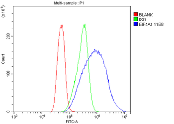 EIF4A1 Antibody (monoclonal, 11B8)