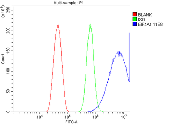EIF4A1 Antibody (monoclonal, 11B8)