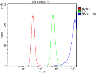 EIF4A1 Antibody (monoclonal, 11B8)