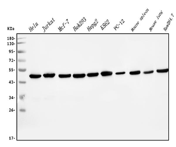 EIF4A1 Antibody (monoclonal, 11B8)