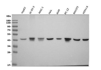 Actin/ACTA1 Mouse Monoclonal Antibody