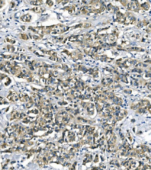 ASS1 Antibody (monoclonal, 5I5)