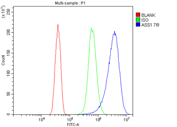 ASS1 Antibody (monoclonal, 7I9)