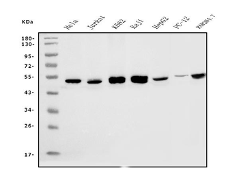 eRF1/ETF1 Mouse Monoclonal Antibody
