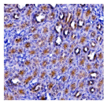 eRF1/ETF1 Mouse Monoclonal Antibody