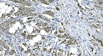 eRF1/ETF1 Mouse Monoclonal Antibody