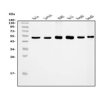 eRF1/ETF1 Mouse Monoclonal Antibody