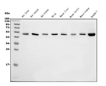 eRF1/ETF1 Mouse Monoclonal Antibody