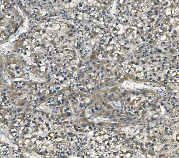 eRF1/ETF1 Mouse Monoclonal Antibody